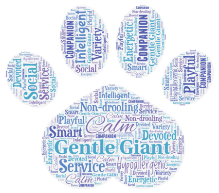 Newfiedoodle Word Art