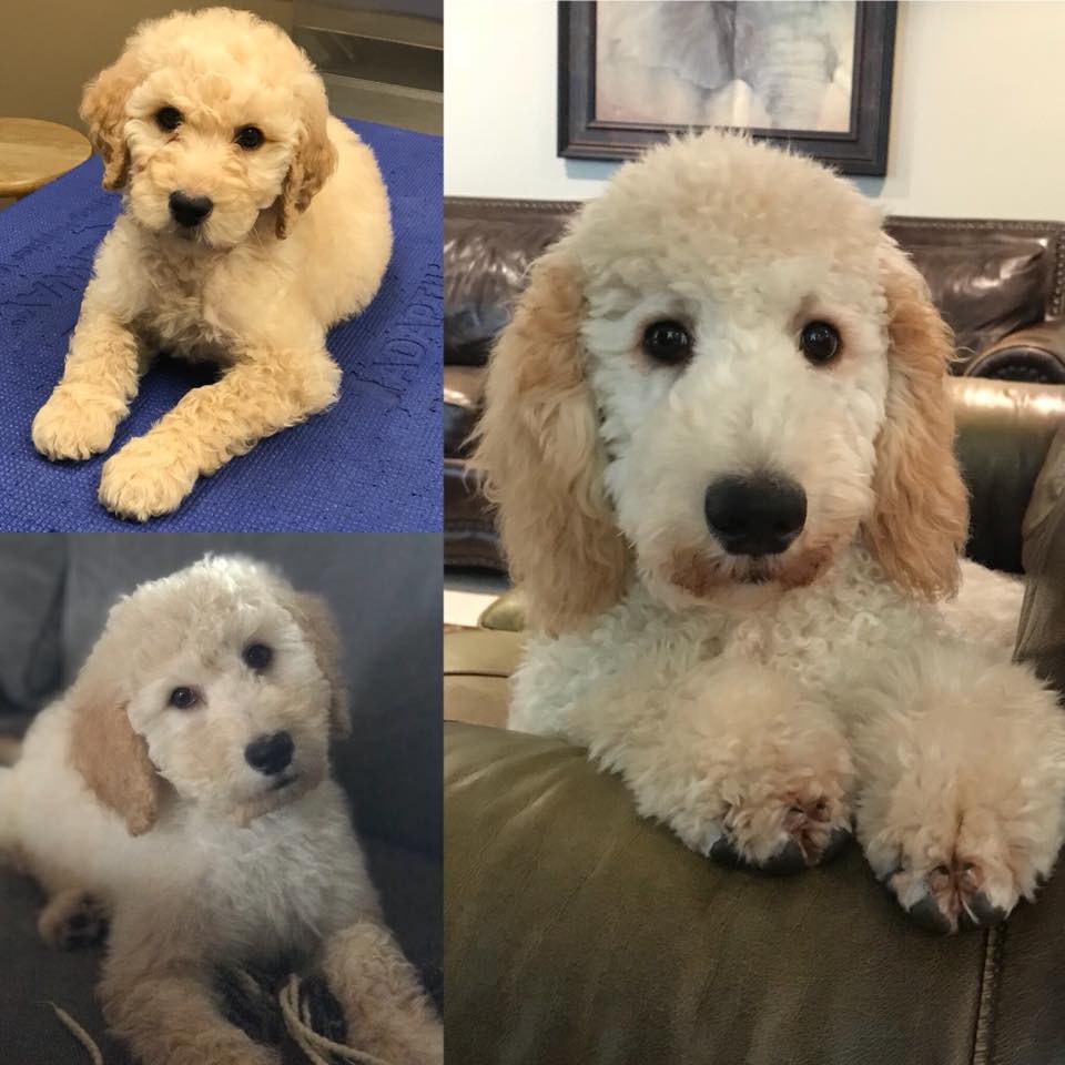 Compare Puppy and Adult Doodle Picture Option-1