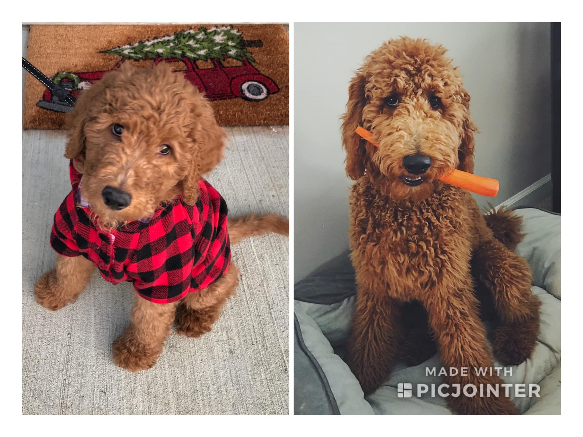 Compare Puppy and Adult Doodle Picture Option-6