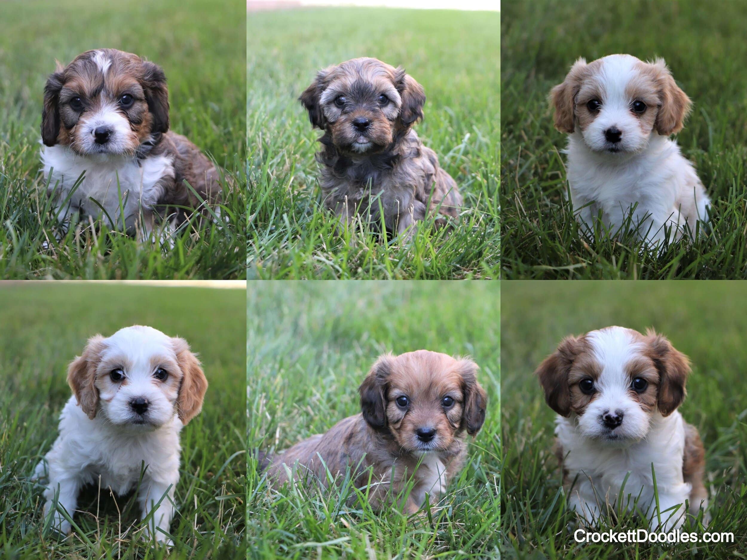 A Mini Cavapoo Litter with some Color Variety