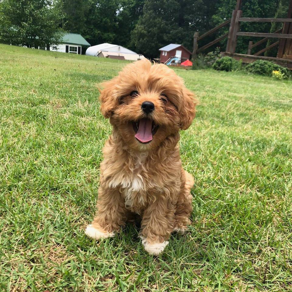 Red Mini Goldendoodle from Crockett Doodles